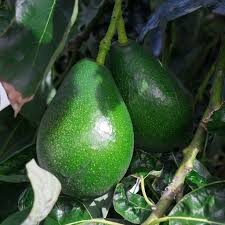 4 Pcs Combo Scions Bacon & Fuerte Avocado Tree Unrooted Cuttings, 2 PCS of Each Variety, Grafting, Home Garden, Fruit Tree, Grow Avocados