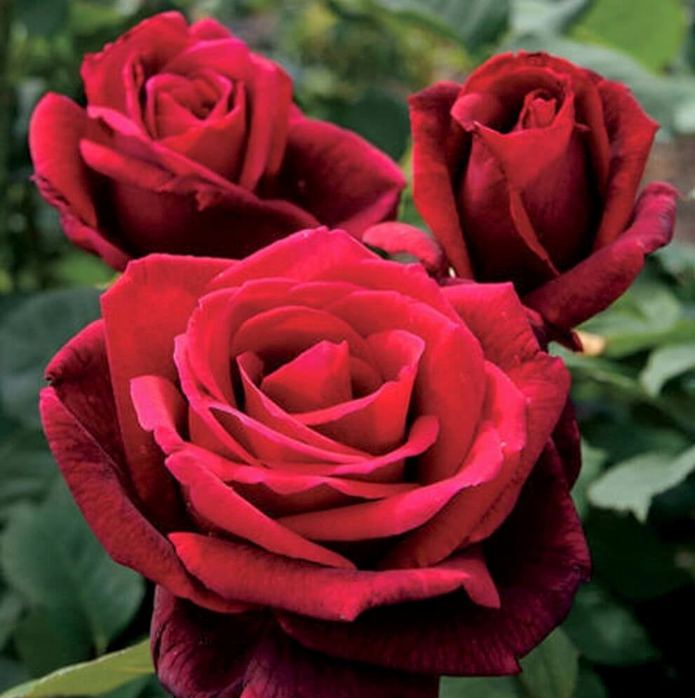 Mr. Lincoln Rose Cuttings to Root (3) - Deep Red Velvet Fragrant - 5-7 Inch