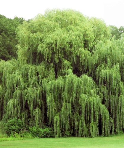 Weeping Willow Cutting - Salix babylonica - 14-24" Bare Root - Fast Growing Tree