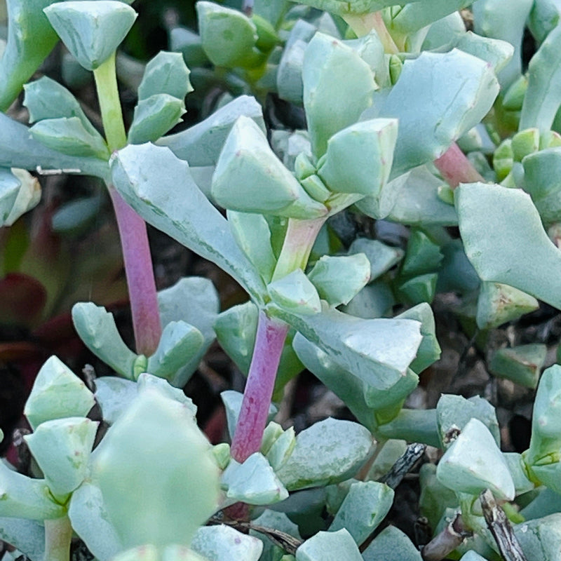 Oscularia deltoides Cuttings, 10 Unrooted Stems, Blue-Gray Succulent, Drought Tolerant, USDA Zones 9-11
