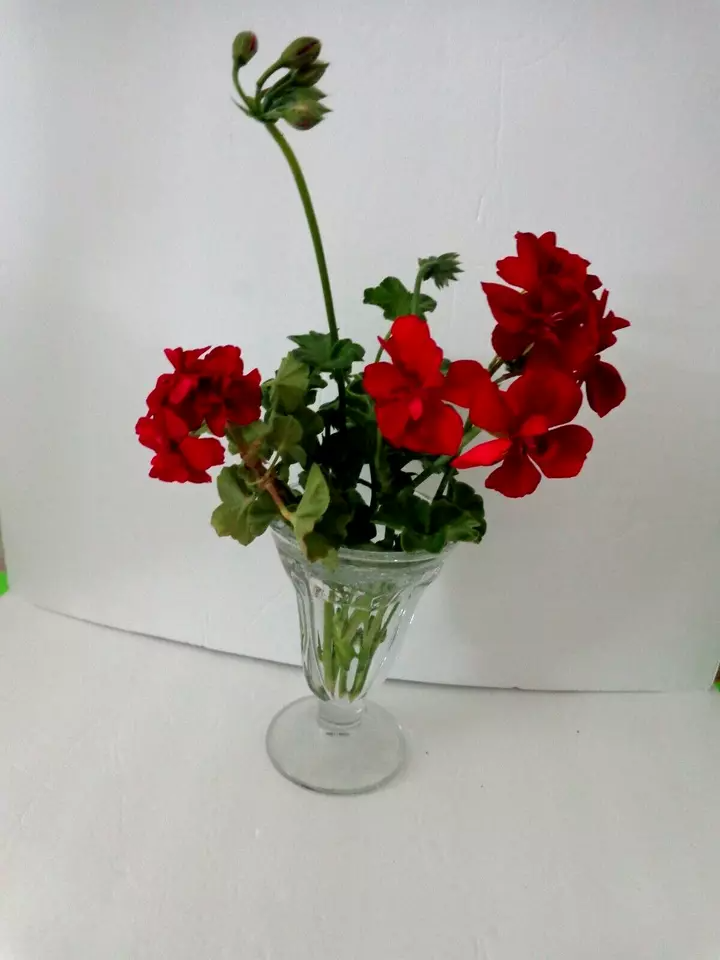 Rose Red Citronella Ivy Geranium - 3 Fresh 6" Starter Cuttings, Fragrant Blooms, Drought Tolerant, Zones 5-10, Container/Hanging Basket Plant