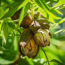 1 Hardy Pecan Tree - Carya illinoinensis | 12–24” Tall Live Bare Root | Edible Nut Tree for Orchards, Yards & Landscapes