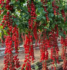 200 Seeds Waterfall Tomato - Heirloom, Non-GMO, High-Yield Cherry Tomato - Sweet & Juicy - Perfect for Gardens, Containers