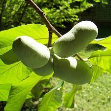 5 Paw Paw Tree Seeds - Asimina triloba | Indian Banana Fruit Tree | Cold-Hardy Native for Home Orchards & Wildlife