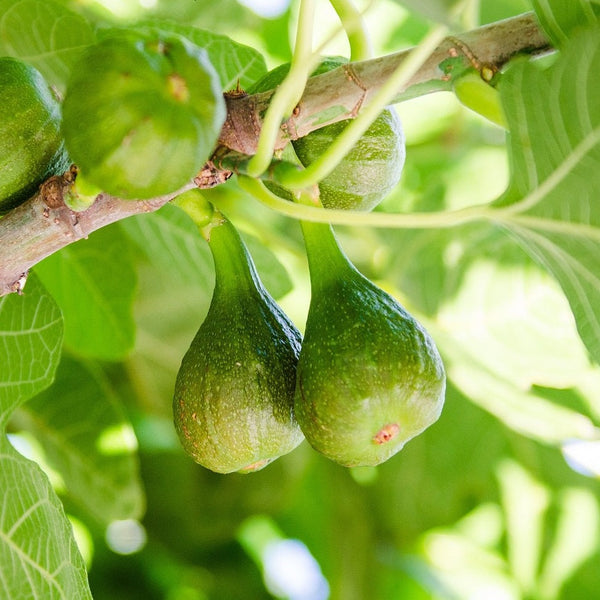 Desert King Fig Cuttings - 5 Pcs + FREE Willow Water, Sweet Honey Fruit, Self-Fertile, Zones 7-10, Fast-Growing, Rain-Resistant Variety