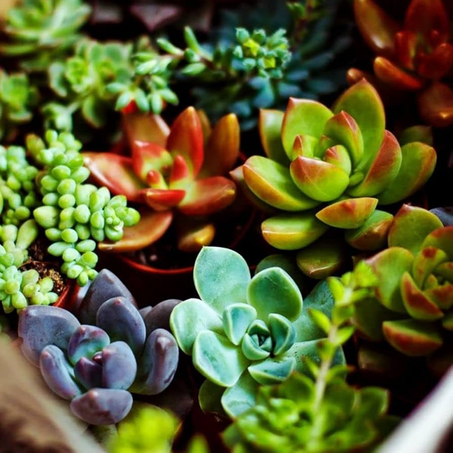 200 Rare Mixed Succulent Seeds - Colorful & Unique Echeveria, Sedum, Lithops Collection Easy to Grow Indoor Outdoor Non-GMO Heirloom Variety