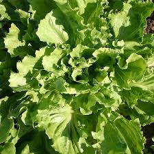 850 Seeds Endive Broadleaf Batavian (Cichorium endivia) - Non-GMO, Heirloom, Bitter Green, Easy to Grow, Perfect for Salad & Garden Planting