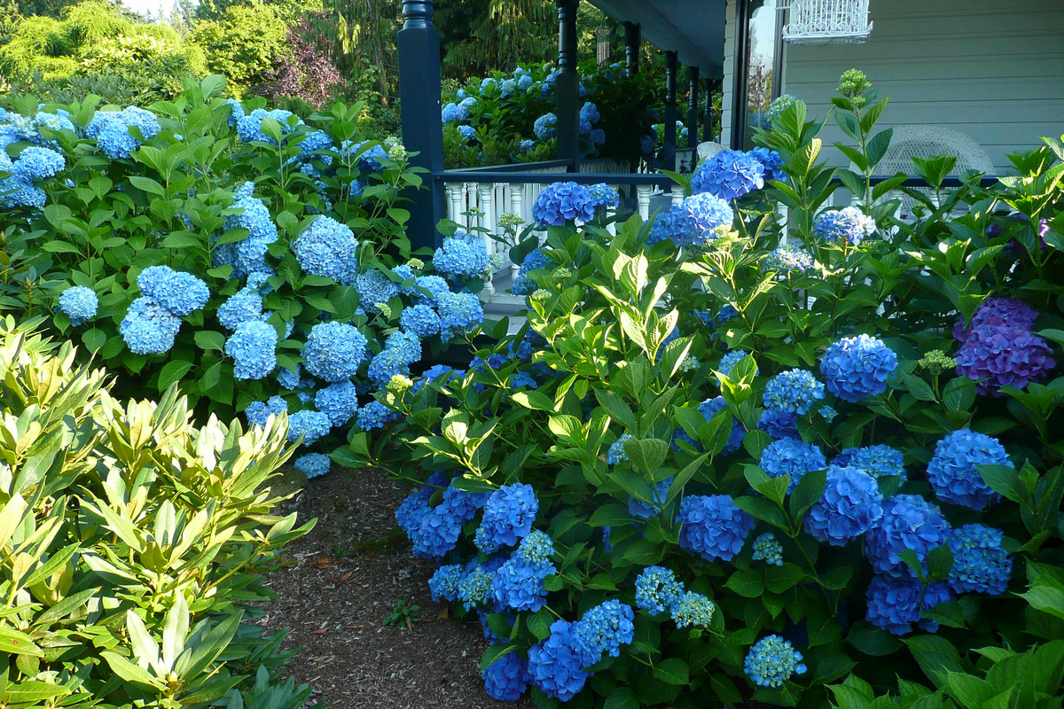 5 Blue Hydrangea Bushes - Hydrangea macrophylla | Old-Fashioned Variety | Live Flowering Plants for Garden Borders & Cottage Landscapes