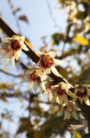 10 Wintersweet Tree Seeds | Chimonanthus praecox | Non-GMO Fragrant Winter Blooms | Bonsai or Ornamental Shrub for Cold Seasons