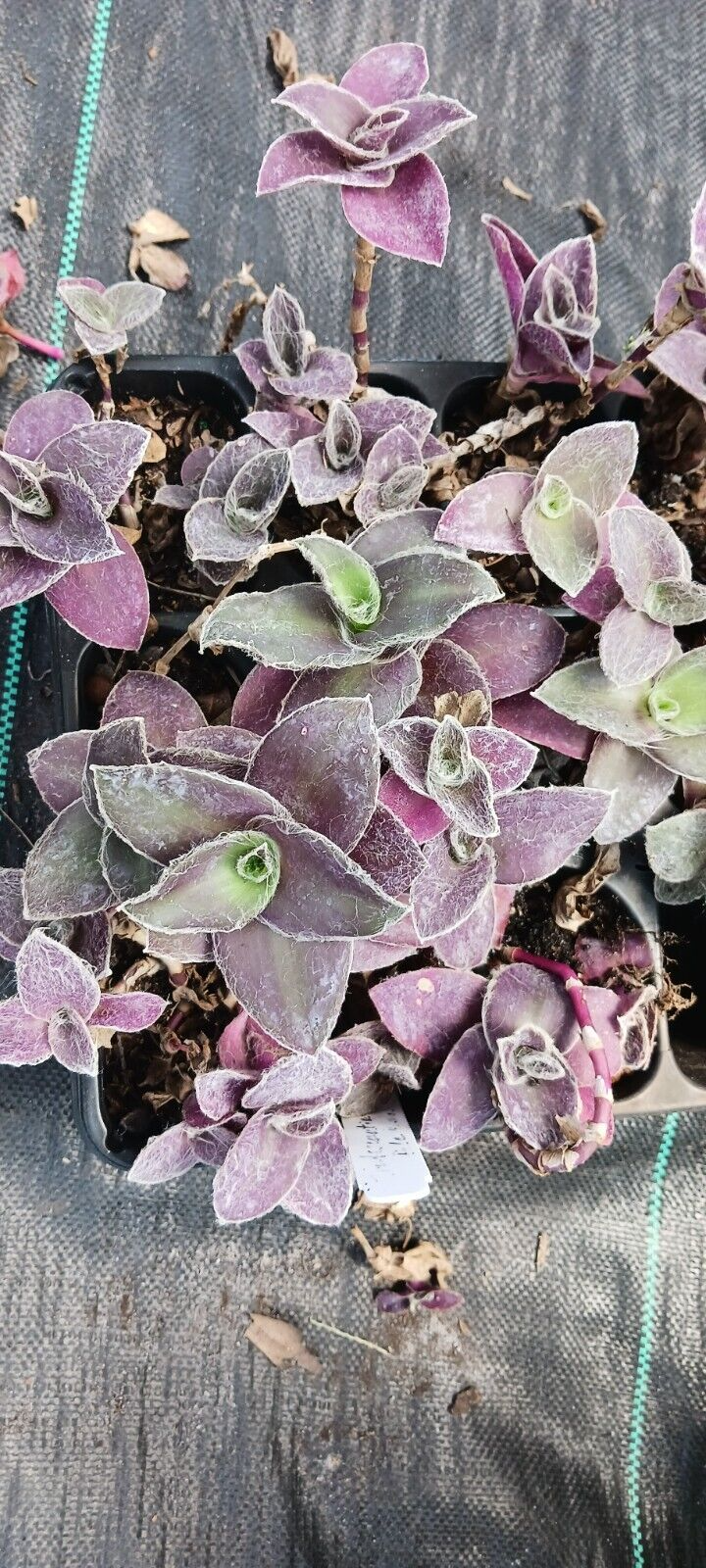 5 Tradescantia Wandering Jew 'Pale Puma' Unrooted Cuttings, Fuzzy Purple Plant, Tradescantia pallida, Indoor Plant, Rare Colorful Cuttings