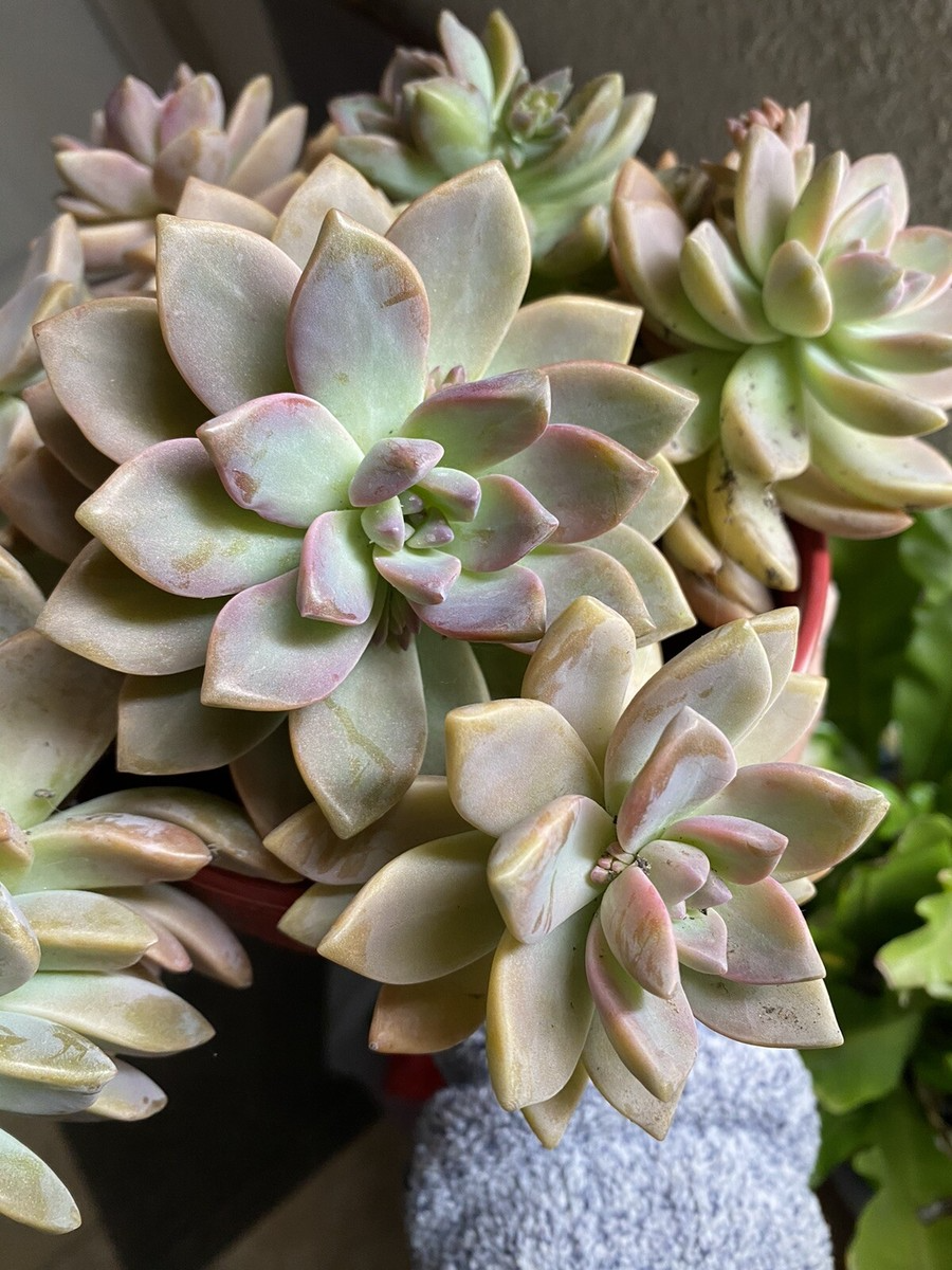 Ghost Plant Succulent (Graptopetalum paraguayense) - 4 Unrooted Cuttings