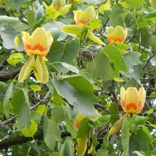 6+ Tulip Tree Cuttings | Liriodendron tulipifera | Fast-Growing Shade Tree | Green-Yellow Tulip Flowers