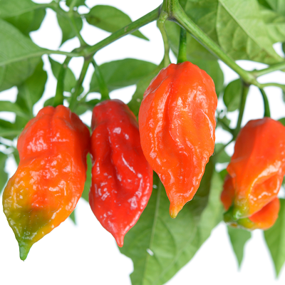 10+ Ghost Pepper Seeds | Bhut Jolokia | Extremely Hot Non-GMO Chili for Spicy Gardens & Containers | Heirloom Variety