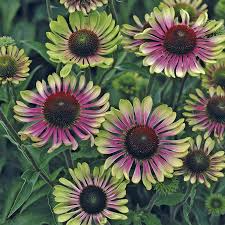 20 Green Twister Purple Coneflower Seeds – Rare Echinacea Seeds for Garden – Vibrant Blooms, Pollinator Friendly Flowers