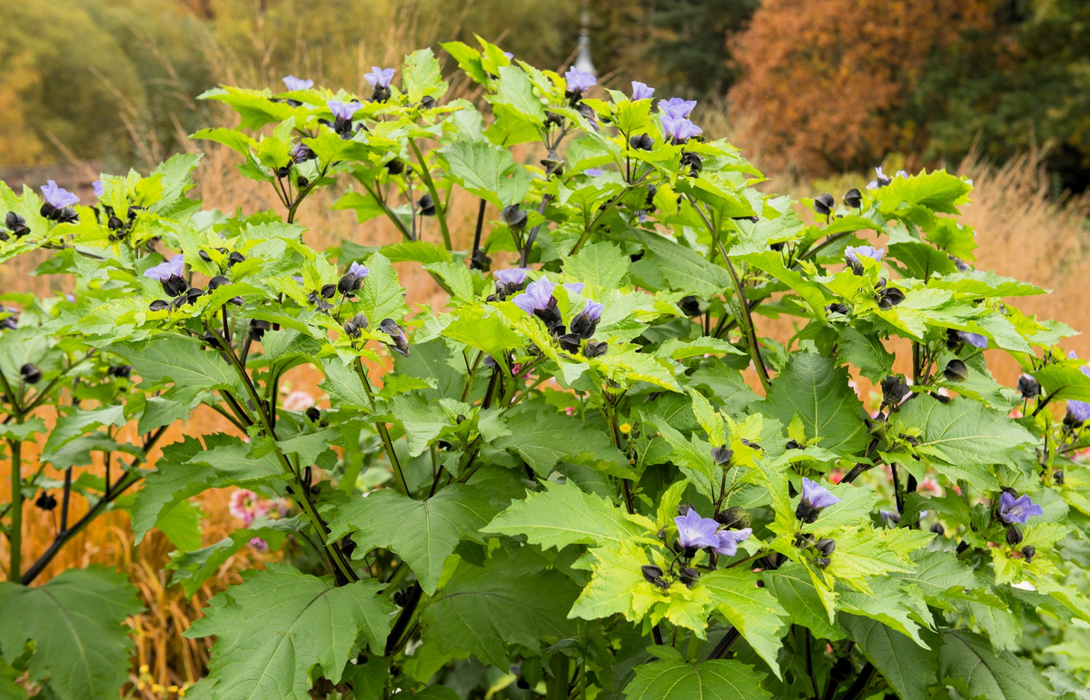 Nicandra physalodes Seeds - 100 Count - Apple of Peru - Annual Flower - Alaska Grown