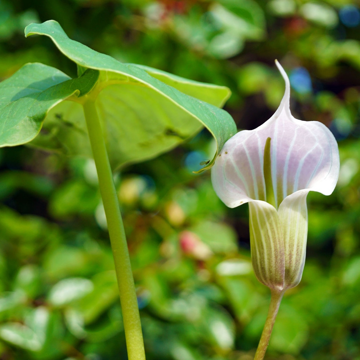 10 Jack-in-the-Pulpit Bulbs - Arisaema triphyllum | Native Shade Wildflower | Bare Root Woodland Plant for Natural Gardens