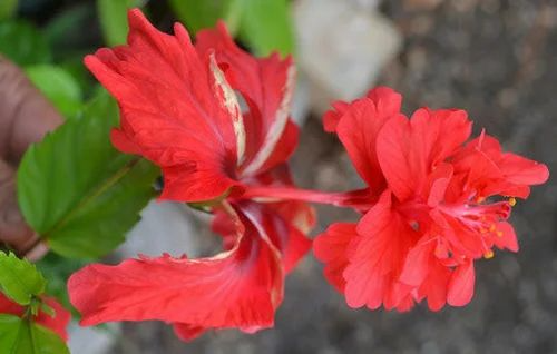 Red Chinese Rose (Hibiscus rosa-sinensis) - 5 Unrooted Cuttings