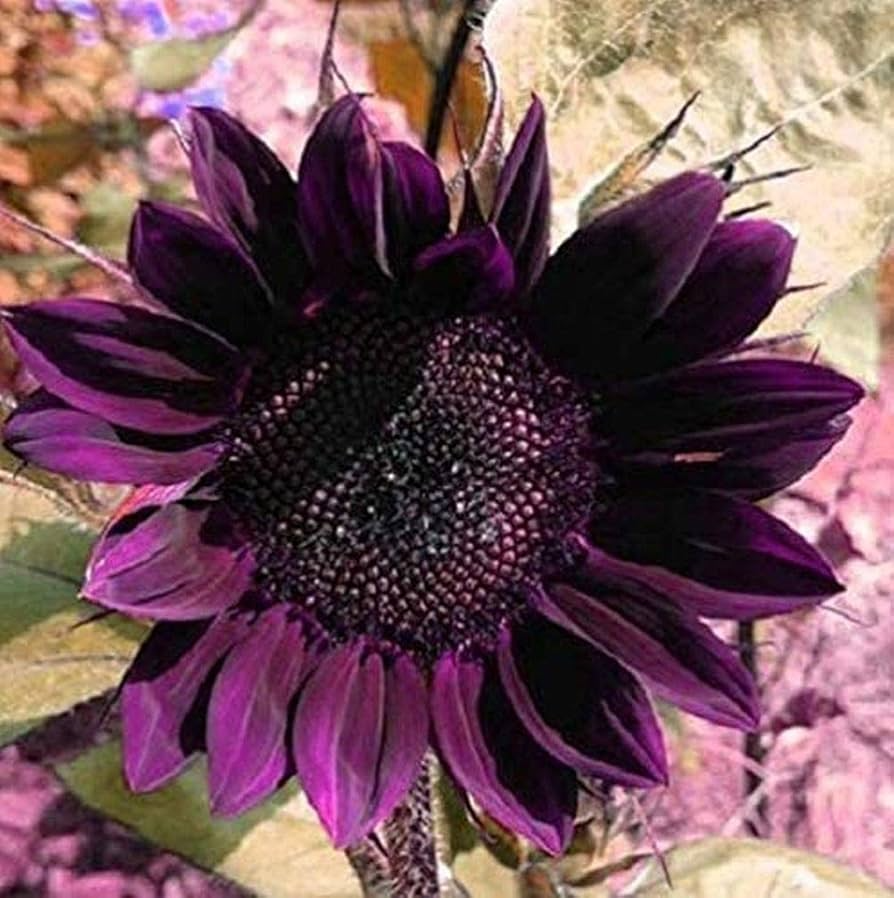 50 Rare Purple Sunflower Seeds - Heirloom ‘Violet Glow’ - Stunning Garden Flowers - Easy to Grow - Unique Bloom for Landscaping
