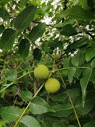 20 Black Walnut Seeds - Juglans nigra | Hardy Perennial Nut Tree | Shade-Giving Tree for Northern Landscapes & Orchards