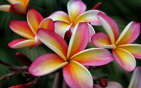 'Lei Rainbow' Plumeria Cuttings, 9-12 Inch Fresh Cuttings, Fragrant Tropical Plant, USDA Zones 10-12