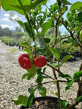 1 Barbados Acerola Cherry Tree Plant - Live 12" Cut Back, Malpighia emarginata, Edible Fruit, Tropical Cherry, Fast Growing, for Garden