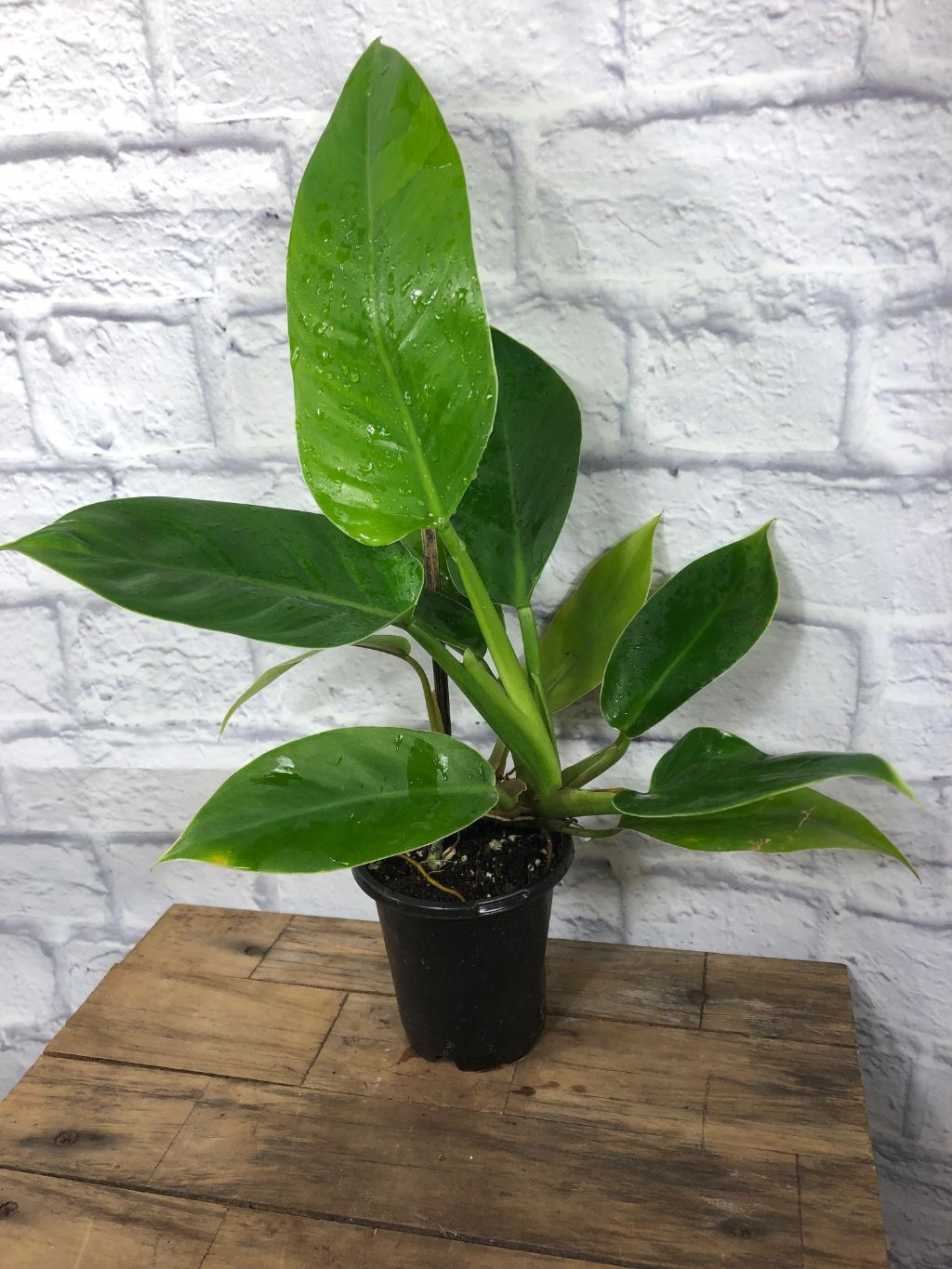 Imperial Green Philodendron, Live Tropical Plant, 4 Inch Pot, Indoor Outdoor Houseplant