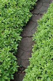 Pachysandra Cuttings - 10 Live Cuttings, Japanese Spurge, Evergreen Ground Cover