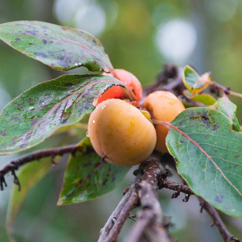 10 Persimmon Tree Seeds - Diospyros virginiana | Sugar Plum Fruit Tree | Cold-Hardy Native Tree for Home Orchard & Wildlife