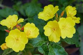 200 Seeds Primrose Evening (Oenothera biennis) Wildflower - Evening Blooming, Hardy Perennial, Attracts Pollinators, Easy to Grow for Garden