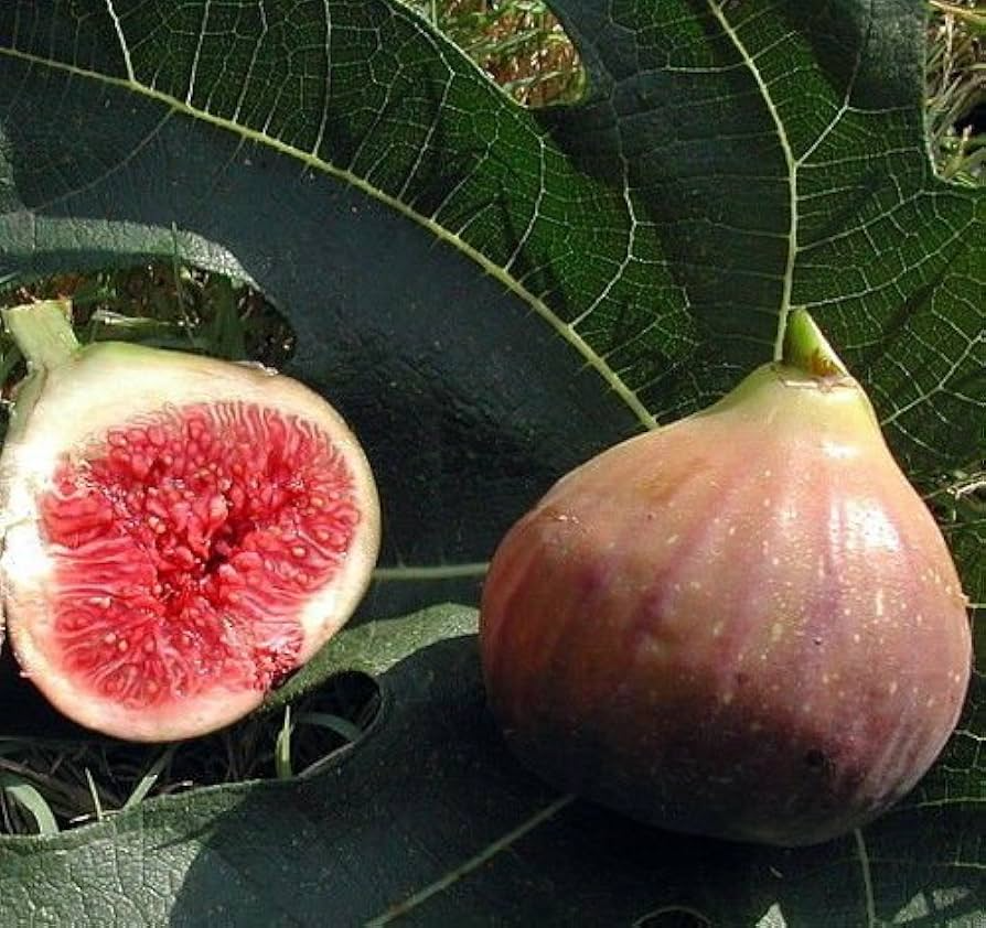 Violette de Bordeaux Fig Cuttings, Ficus carica 'Negronne', Two Crops, USDA Zones 7-10, Propagation Ready