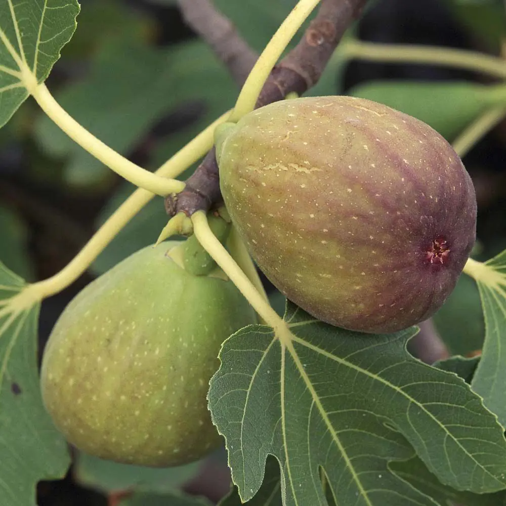 6 Brunswick Fig Tree Unrooted Cuttings 6-8" - Ficus Carica, Sweet Fruit, Easy to Grow, Starter Plant