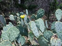 1 West Texas Prickly Pear Cactus Pad Segment - Opuntia lindheimeri Cutting for Planting & Propagation