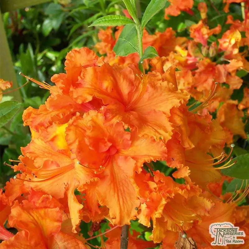 Gibraltar Deciduous Azalea Rhododendron Starter Plant Rooted Well-Draining Soil Partial Sun