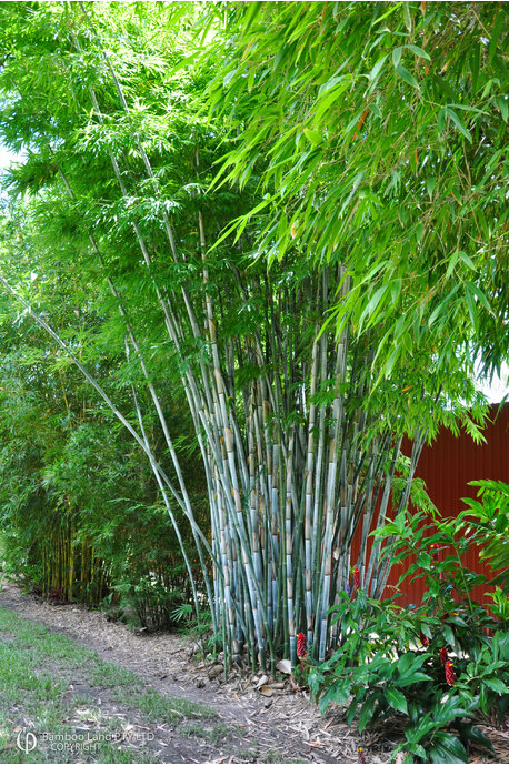 Thai Clumping Bamboo Cuttings, Bambusa dolichomerithalla 'Green Stripe', 12 Live Culms, USDA Zones 9-11, Privacy Screen