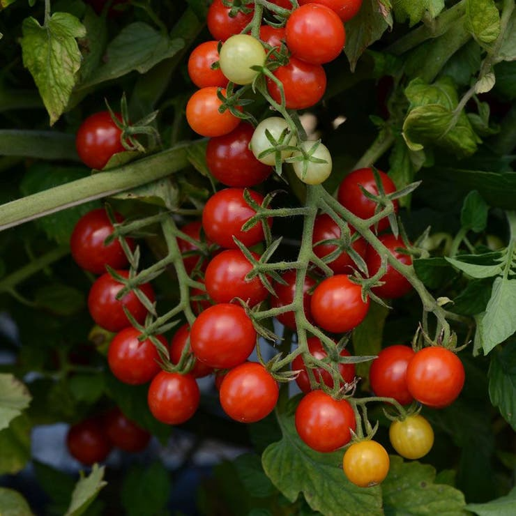 Alaska Grown Cherry Tomato Seeds - 25 Count - Indeterminate Variety - Cold Tolerant - Open Pollinated