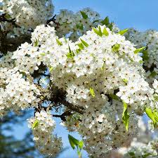 Cleveland Pear 10 Unoot Cuttings - Ornamental Pear Tree - Pyrus calleryana - Fast Growing Shade Tree - White Spring Blooms -
