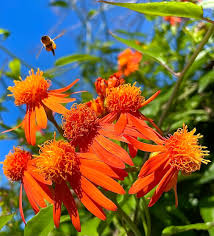 Mexican Flame Vine Cuttings - 10 Live Cuttings, Pseudogynoxys chenopodioides, Orange Flowering Vine