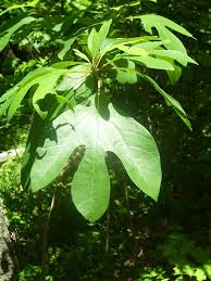 10 Sassafras Cuttings – Fresh Unrooted Edible/Wildlife/Ornamental – Sassafras albidum – Wild Food, Garden Plant