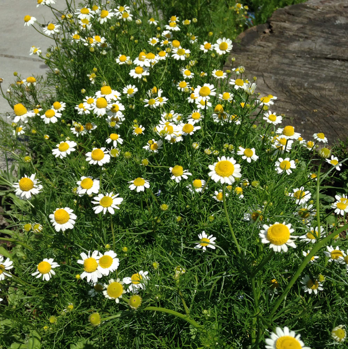 Chamaemelum nobile Seeds - 100 Count - Roman Chamomile - Perennial Ground Cover