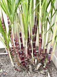 1 Rooted Sugarcane Plant 8" - Sweet Juicy Cutting, Ready to Plant, Saccharum officinarum, Perfect for Garden, Fresh Sugarcane, Easy to Grow