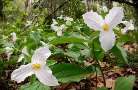 10 White Trillium Plants - Trillium grandiflorum | Bare Root Wildflower | Native Perennial for Shade Gardens & Woodlands