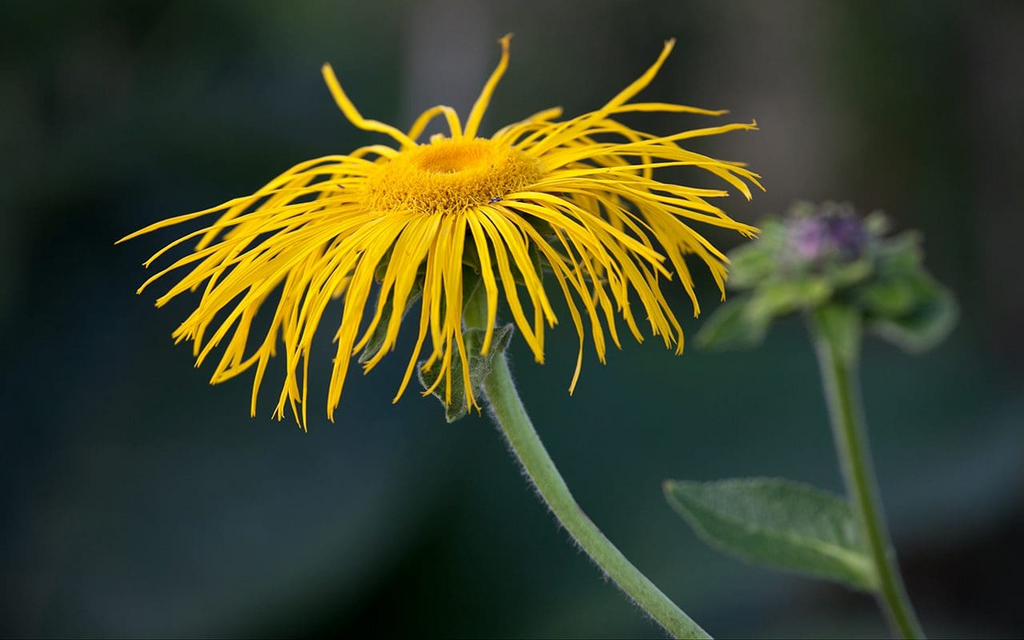 Inula magnifica Seeds (20) | Giant Elecampane Fleabane | Dramatic Garden Perennial | Alaska Grown