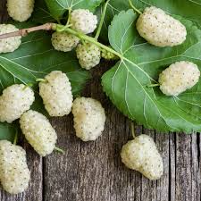 1 White Mulberry Tree - Morus alba | 1–2 ft Live Bare Root Tree | Fast-Growing Fruit Tree for Edible & Wildlife Gardens