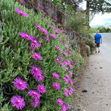 12 Creeping Ice Plant Purple/Pink 4-7" Unrooted Cuttings, Ground Cover Succulent, Rare Delosperma, Easy to Grow, Vibrant Succulent Plants