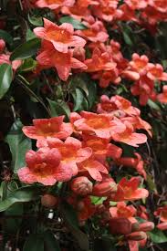 1 Bignonia "Tangerine Beauty" Crossvine Rooted Starter Plant | Bignonia capreolata | Fast-Growing Vine for Garden & Trellises