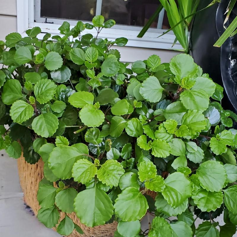 Organic Swedish Ivy Cuttings - 10 Pothos-Like Trailers, Fast Growing Houseplant, Low Light Tolerant, Hanging or Ground Cover, Easy Care