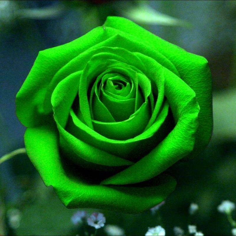 20 Seeds Scottish Green Rose - Rare Heirloom Variety - Unique Deep Green Blooms - Garden Flower Seeds - Exotic Perennial Rose