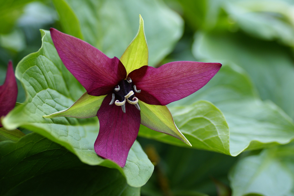 5 Purple Trillium Plants - Bare Root Trillium erectum | Native Shade Wildflower | Perennial for Woodland Gardens