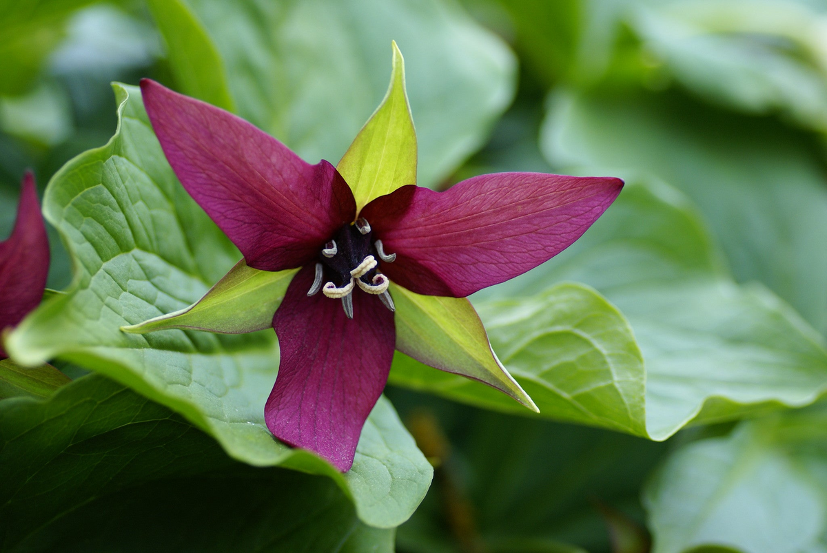 5 Purple Trillium Plants - Bare Root Trillium erectum | Native Shade Wildflower | Perennial for Woodland Gardens