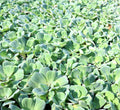 Medium Water Hyacinth & Water Lettuce Pond Plants - Floating Live Plants for Aquatic Environments - Eichhornia crassipes, Pistia stratiotes